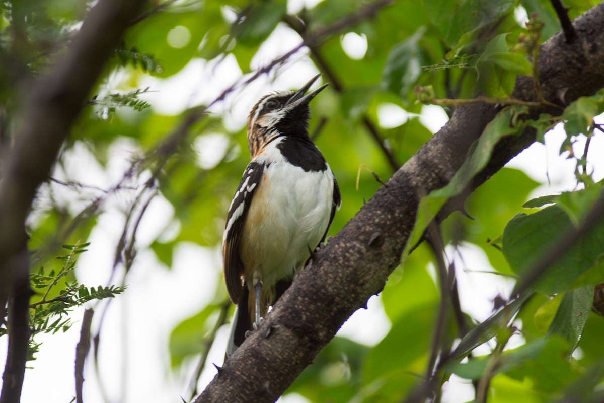 Stripe-backed Antbird - ML619987524