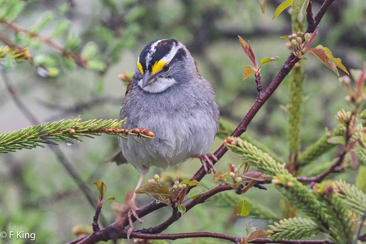 White-throated Sparrow - ML619987545