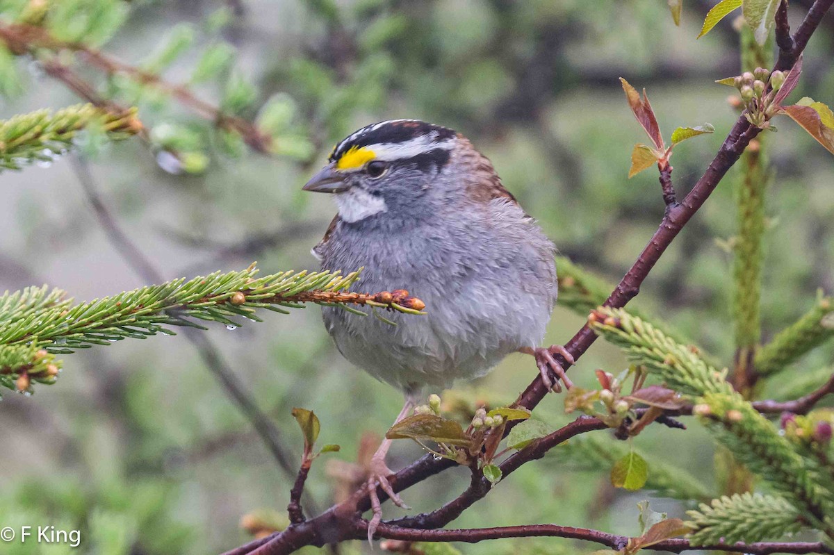 White-throated Sparrow - ML619987546