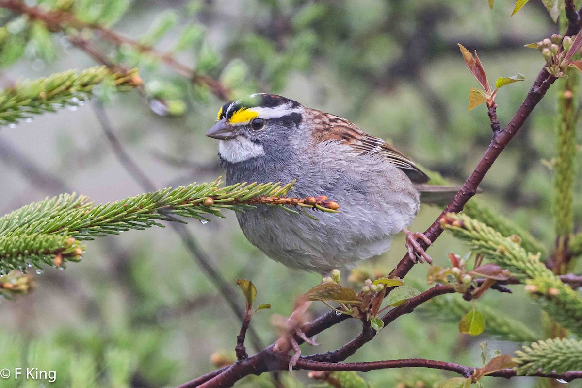 White-throated Sparrow - ML619987547