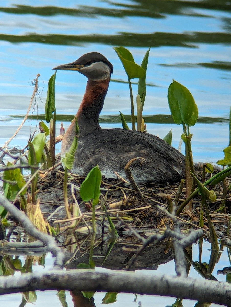 Red-necked Grebe - ML619987550