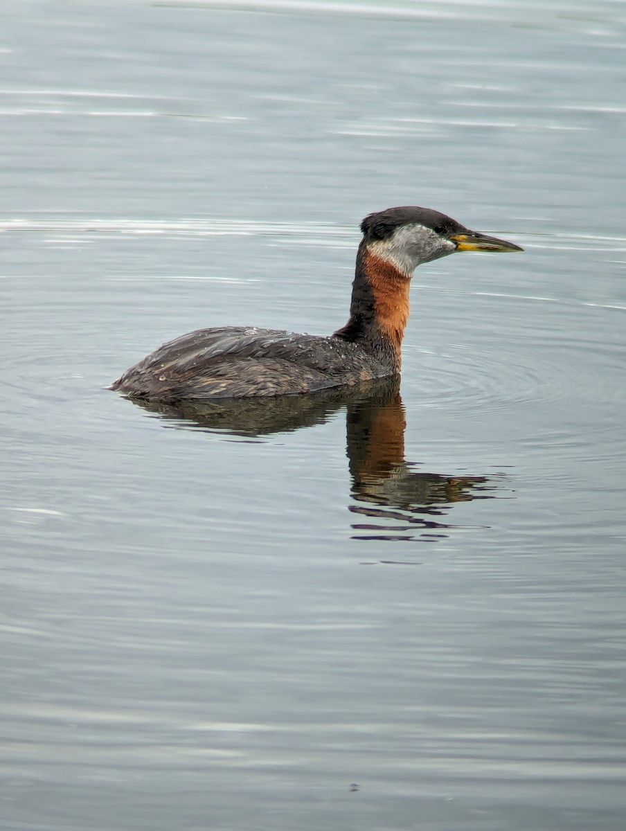 Red-necked Grebe - ML619987552