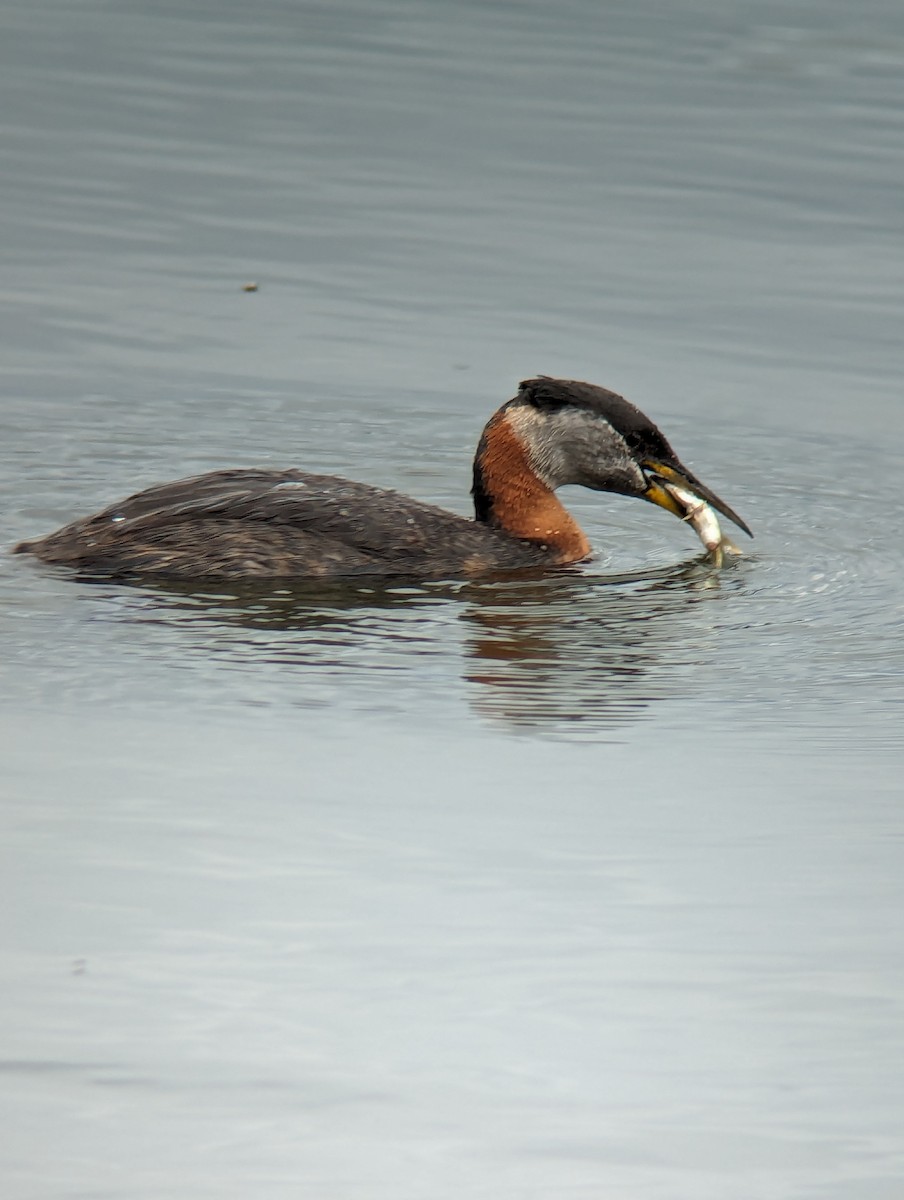 Red-necked Grebe - ML619987553