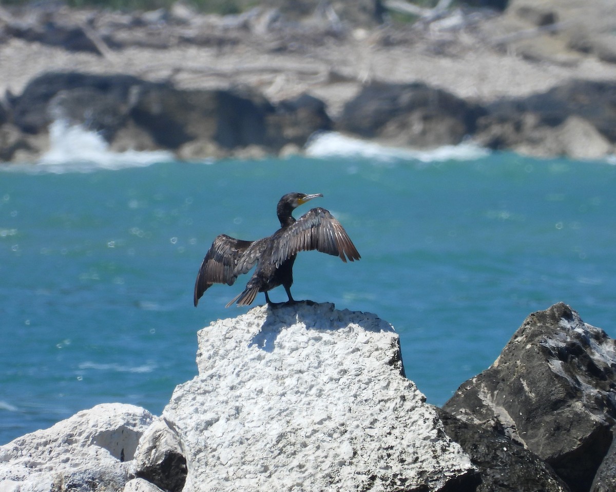 Great Cormorant - ML619987566