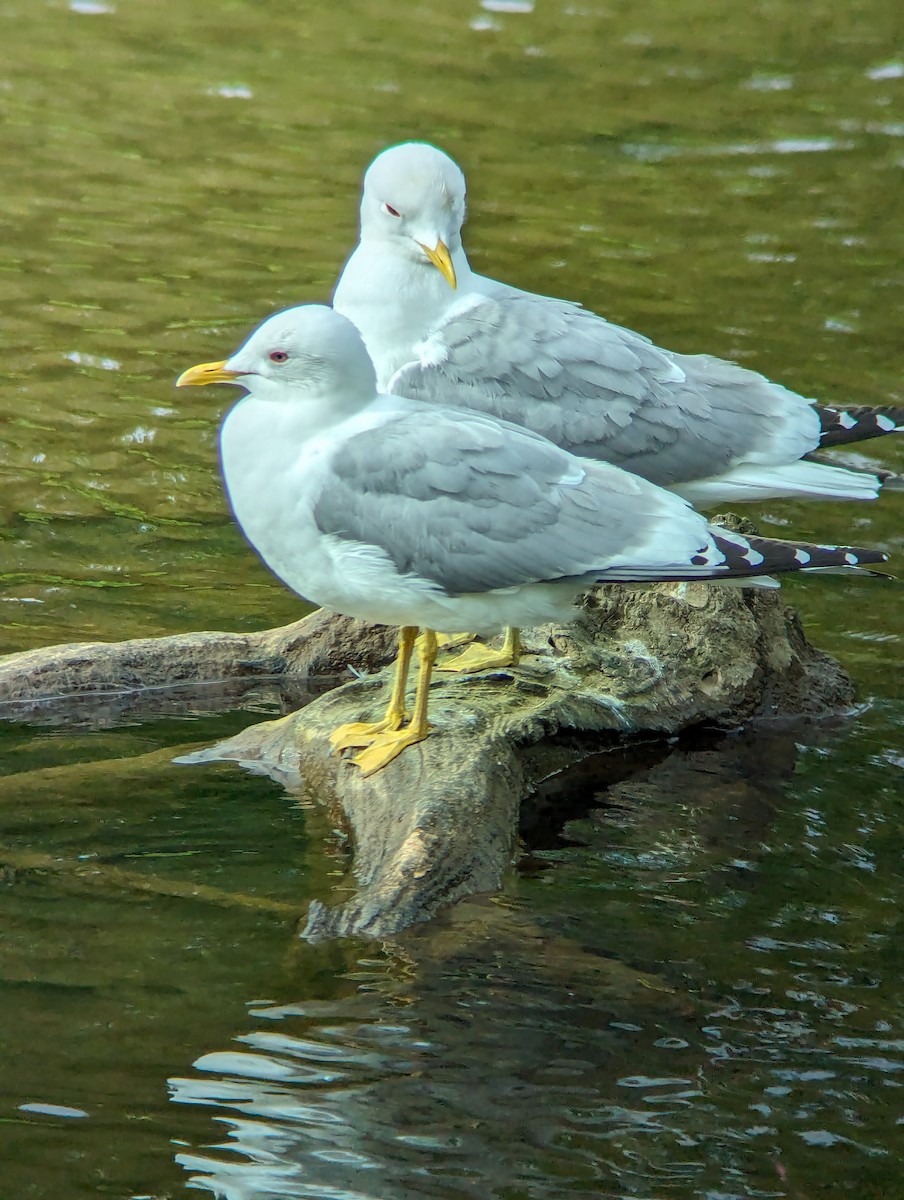 Short-billed Gull - ML619987570