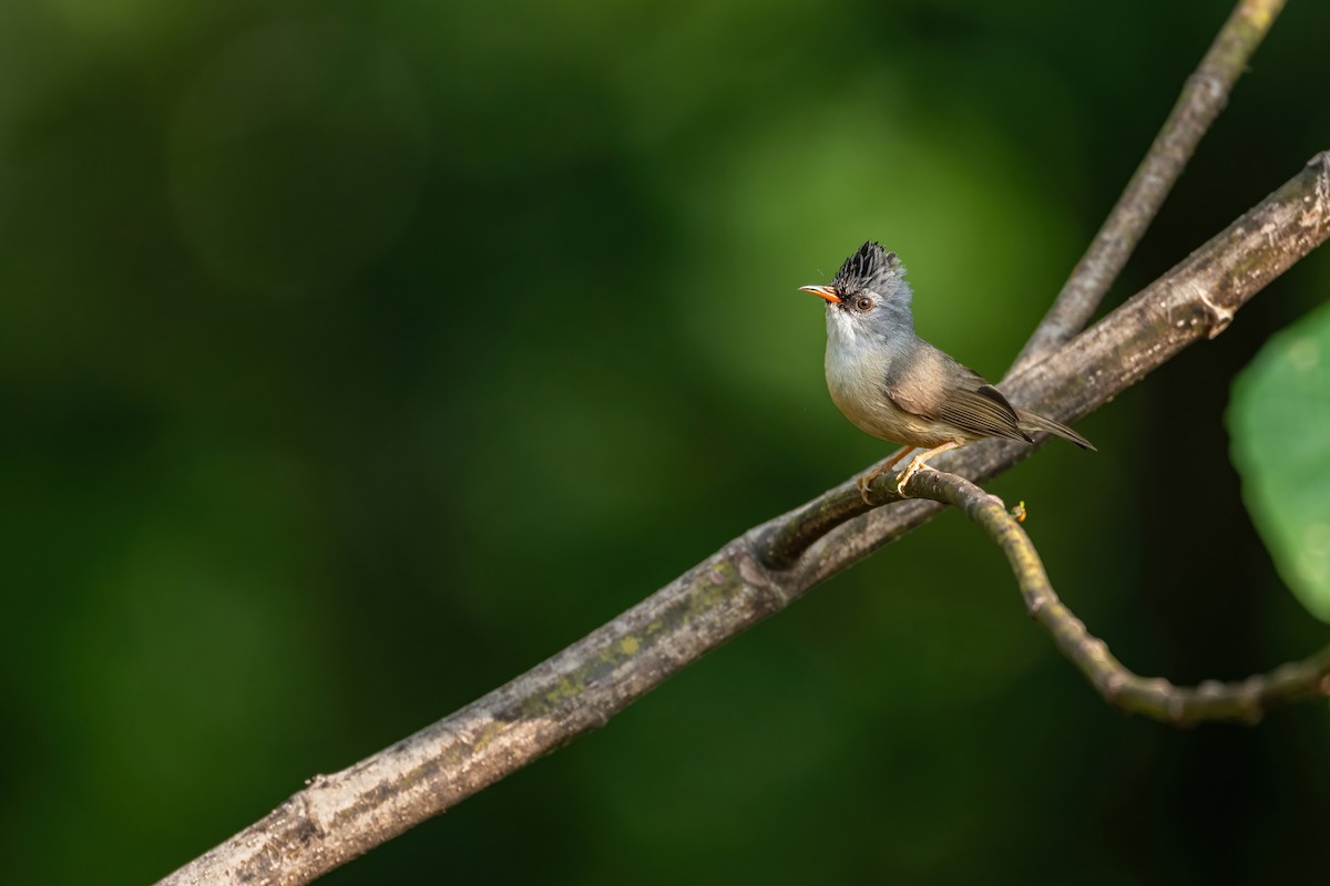 Black-chinned Yuhina - ML619987574