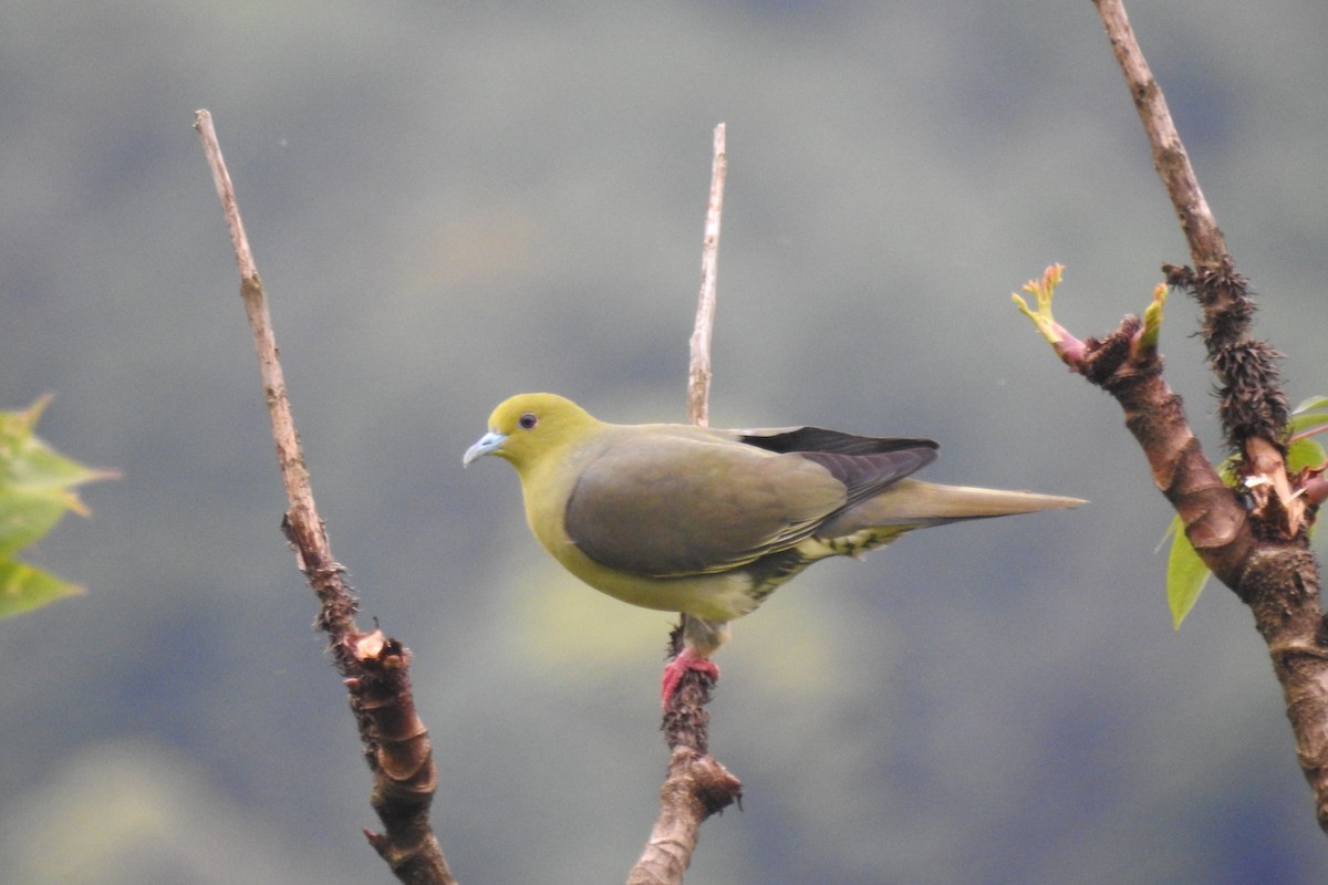 Wedge-tailed Green-Pigeon - ML619987582