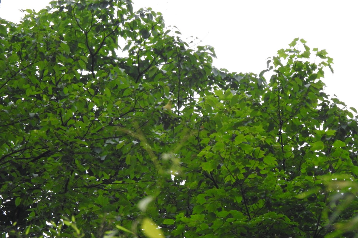 Kama Kuyruklu Yeşil Güvercin - ML619987583