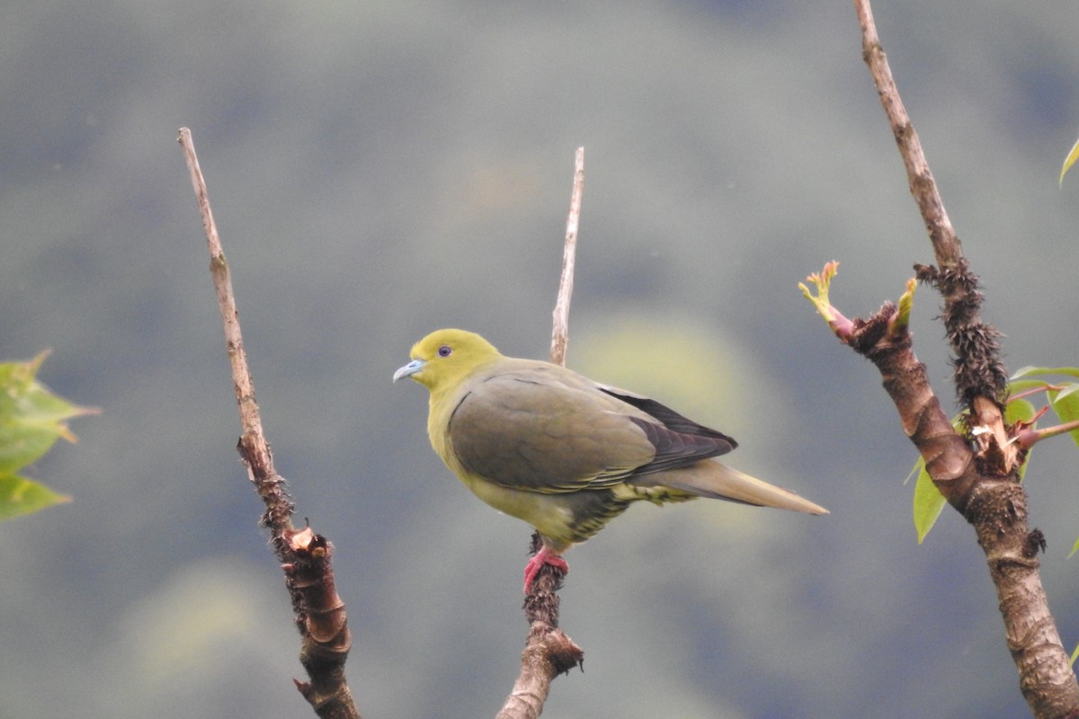 Wedge-tailed Green-Pigeon - ML619987585