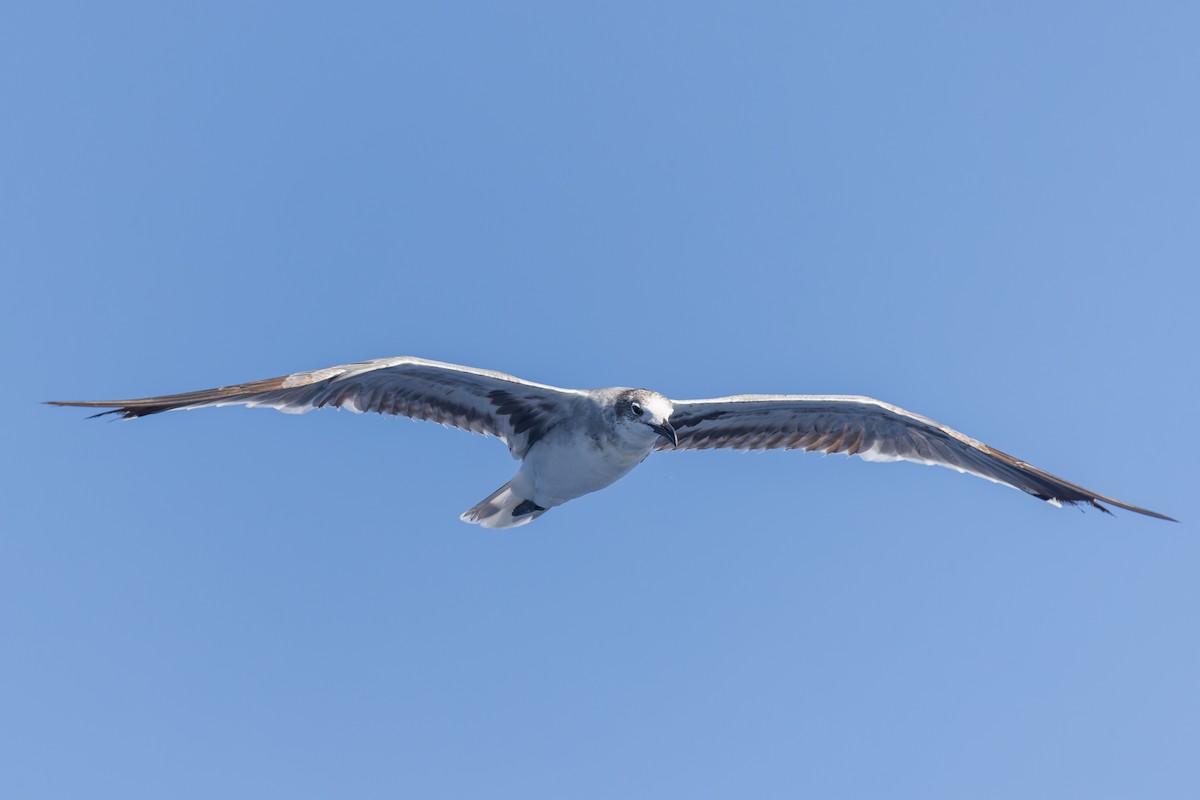 Laughing Gull - ML619987587