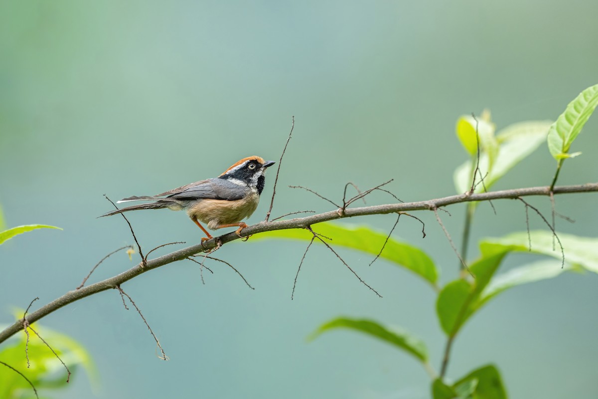 Black-throated Tit - ML619987590