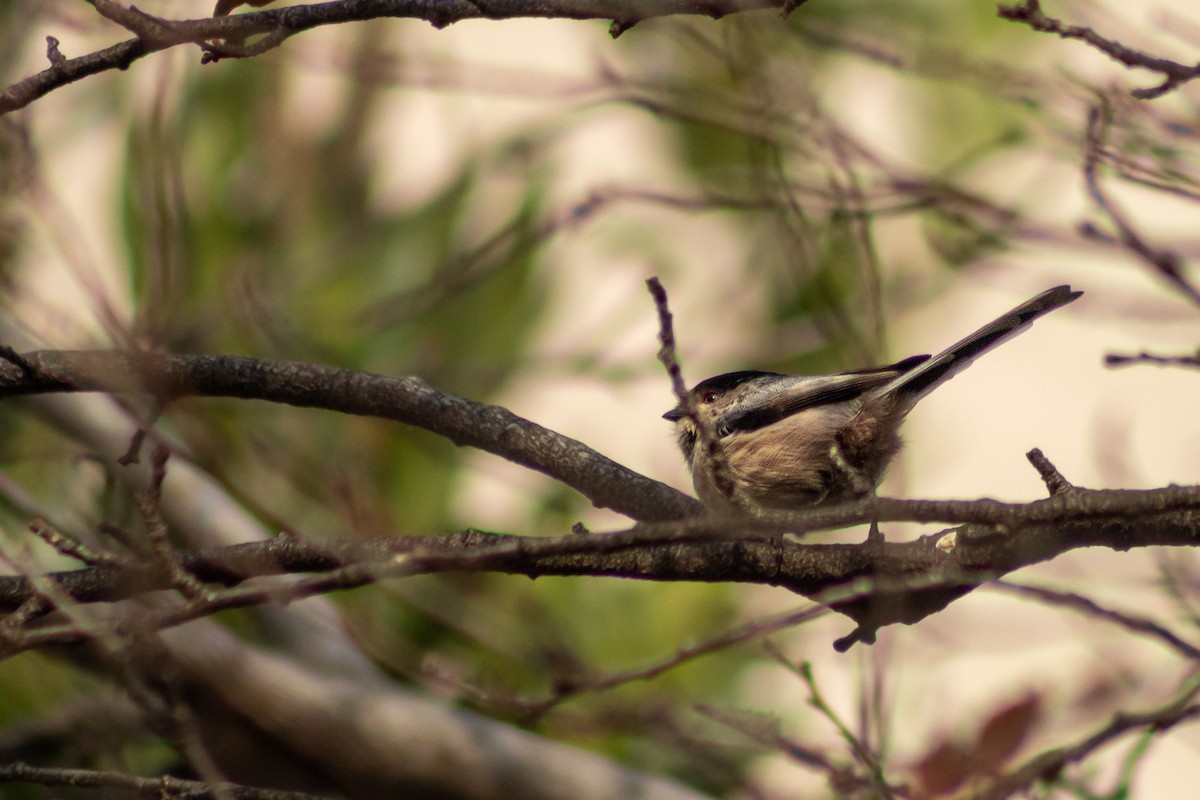 Long-tailed Tit - ML619987593