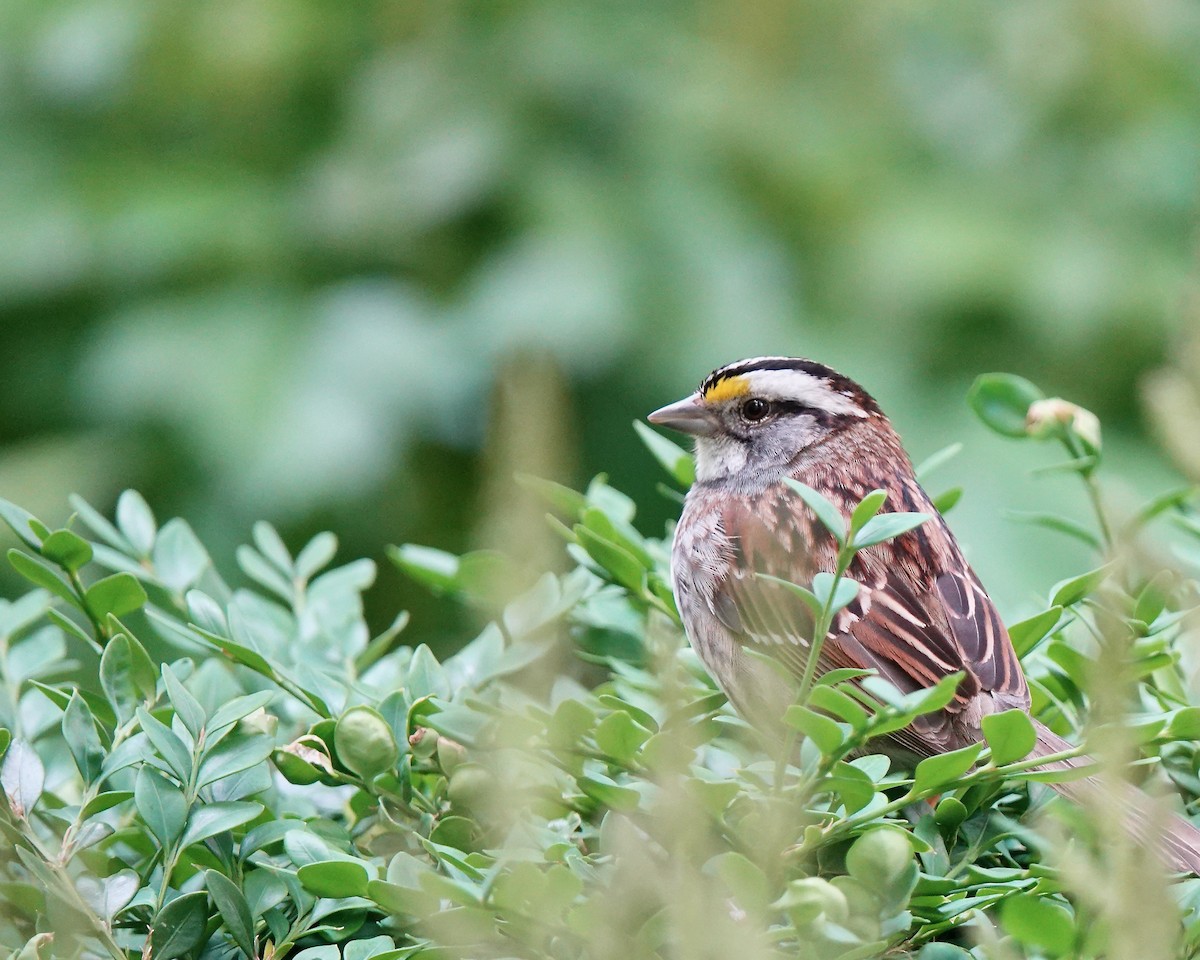 White-throated Sparrow - ML619987597