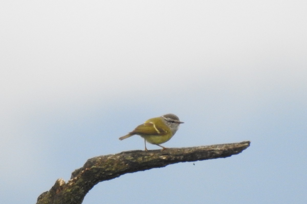 Ashy-throated Warbler - ML619987598