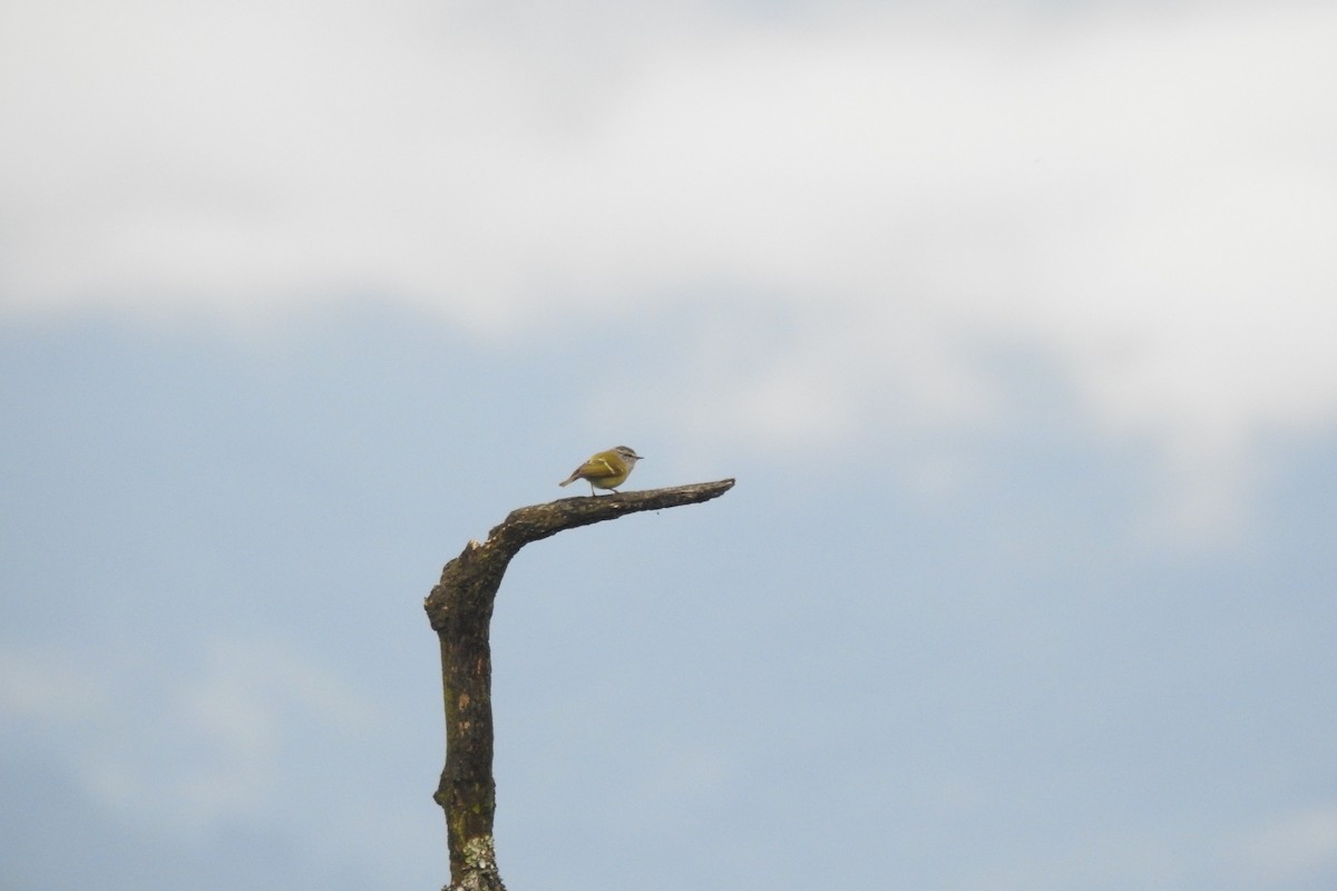 Ashy-throated Warbler - ML619987600