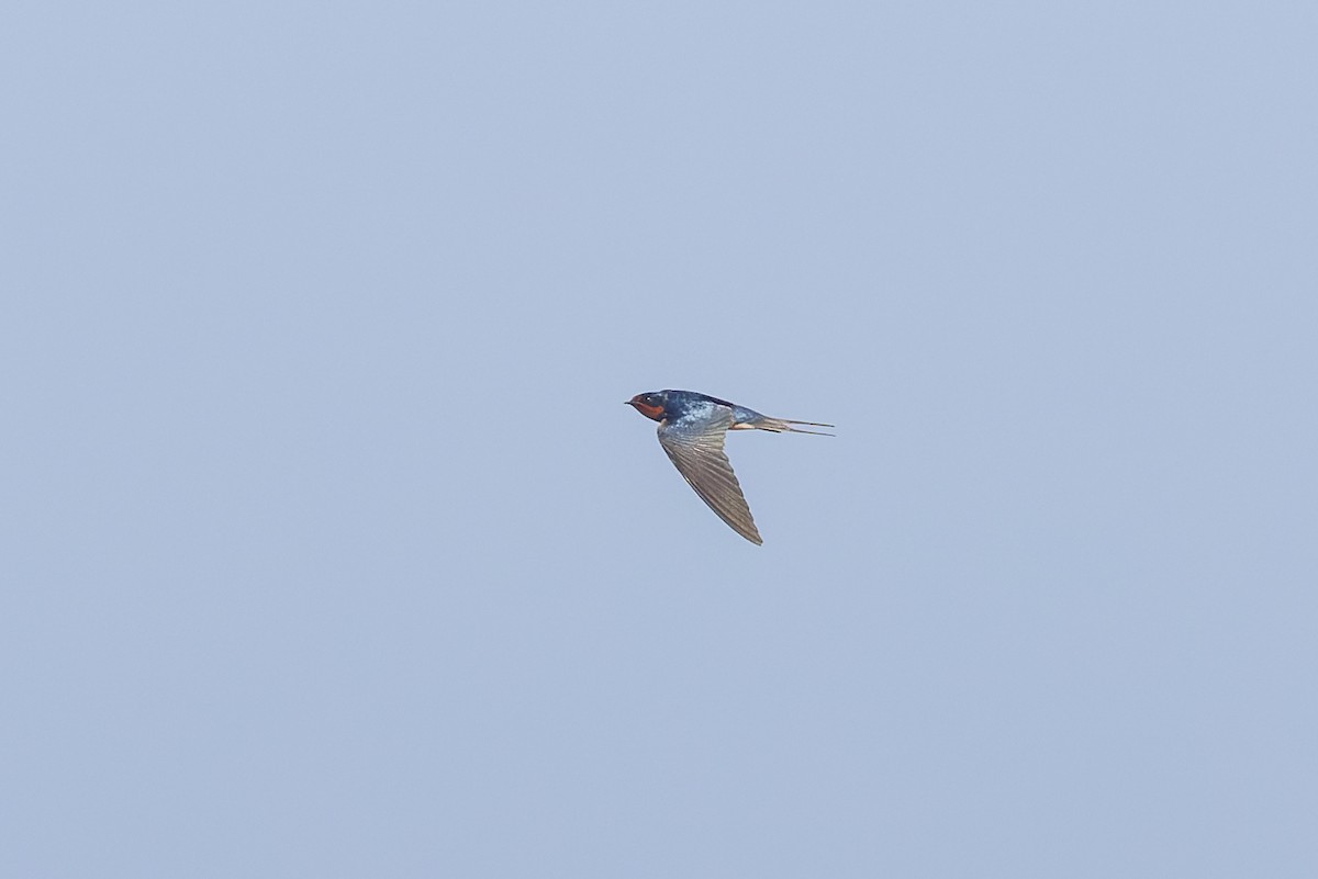 Barn Swallow - ML619987608