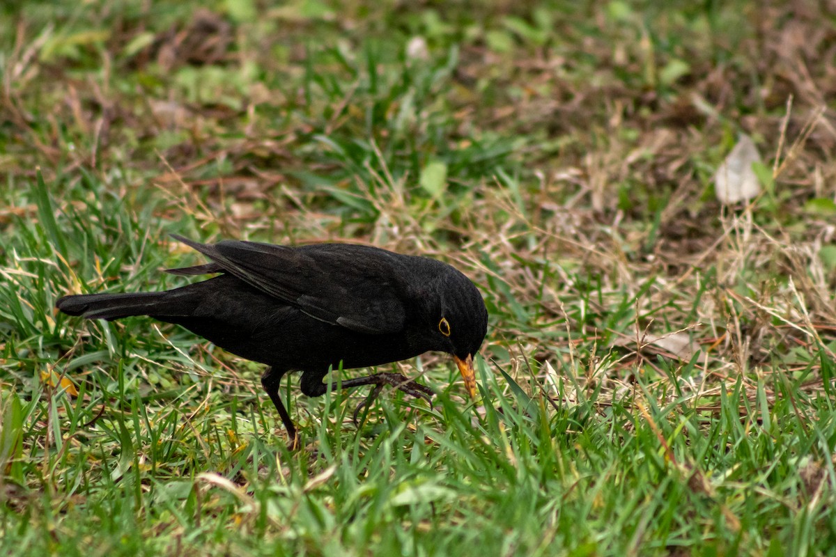 Eurasian Blackbird - ML619987610
