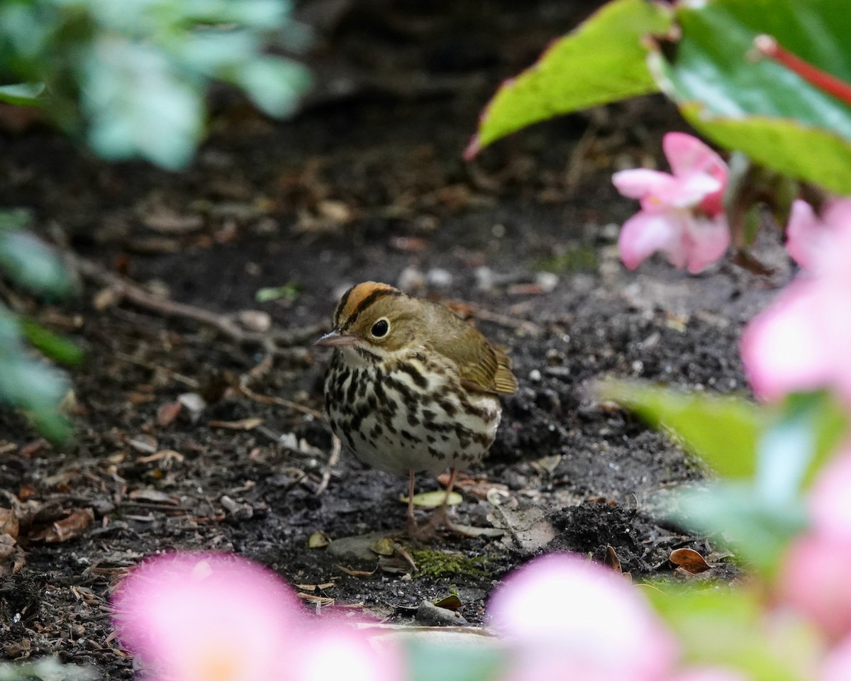 Ovenbird - ML619987613