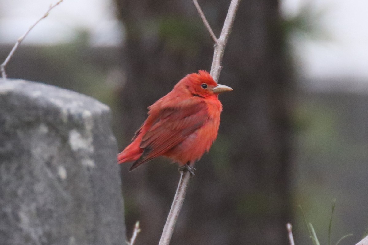 Piranga Roja - ML619987614