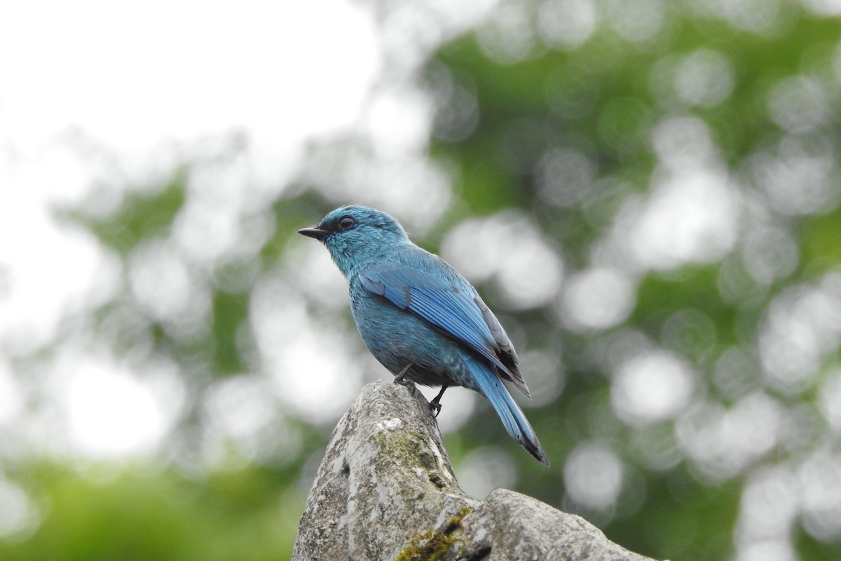 Verditer Flycatcher - ML619987616