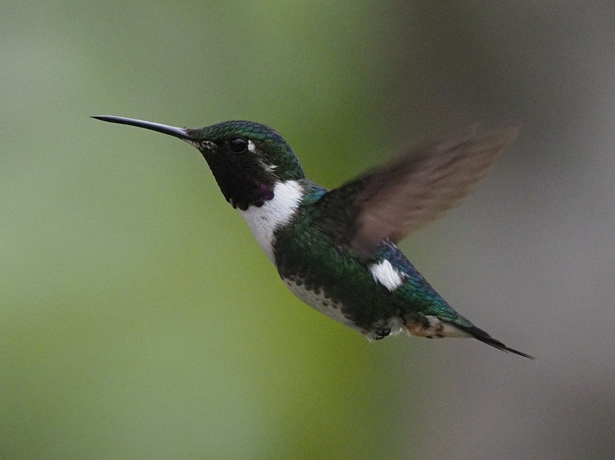 Colibrí de Mulsant - ML619987625