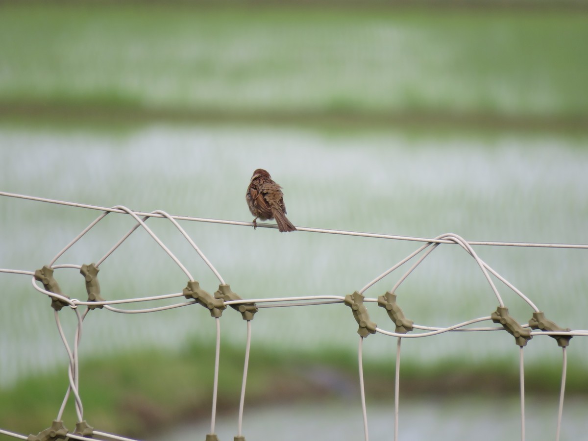 Eurasian Tree Sparrow - ML619987627