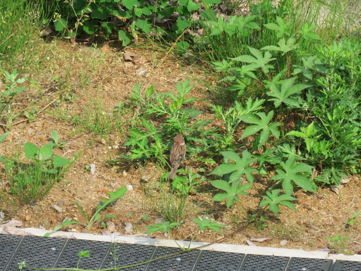 Eurasian Tree Sparrow - ML619987628