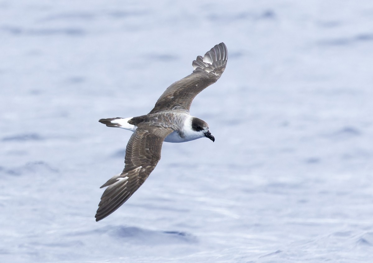 Black-capped Petrel - ML619987643