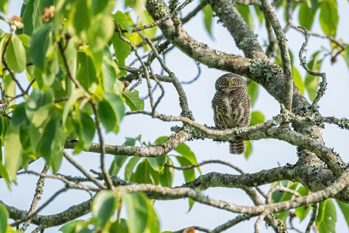 Collared Owlet - ML619987645