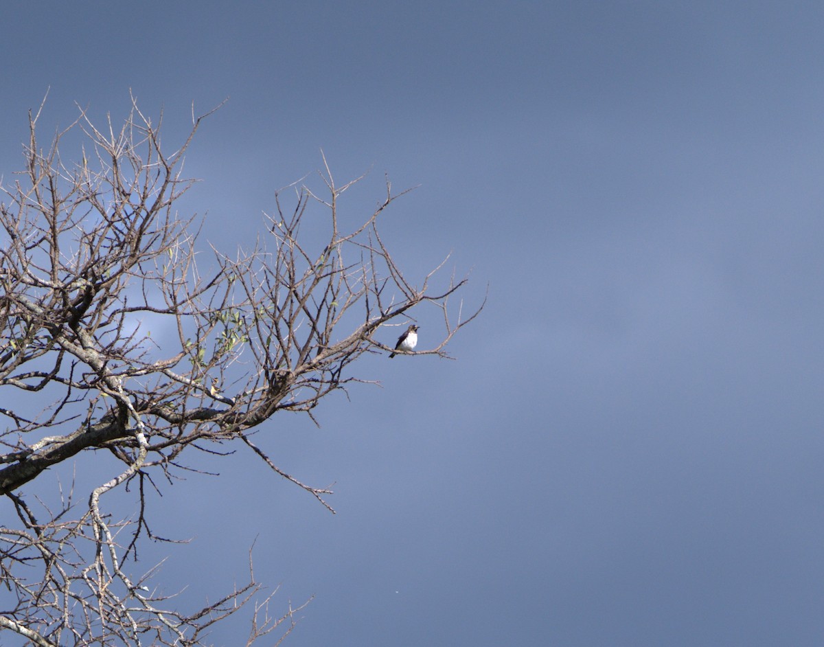 Violet-backed Starling - ML619987646