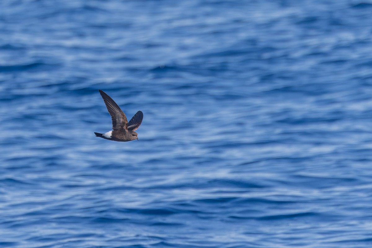 Wilson's Storm-Petrel - ML619987651