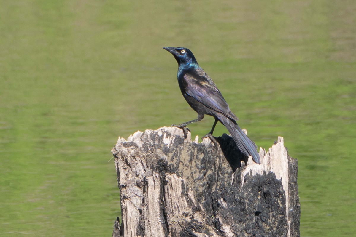 Common Grackle - ML619987659