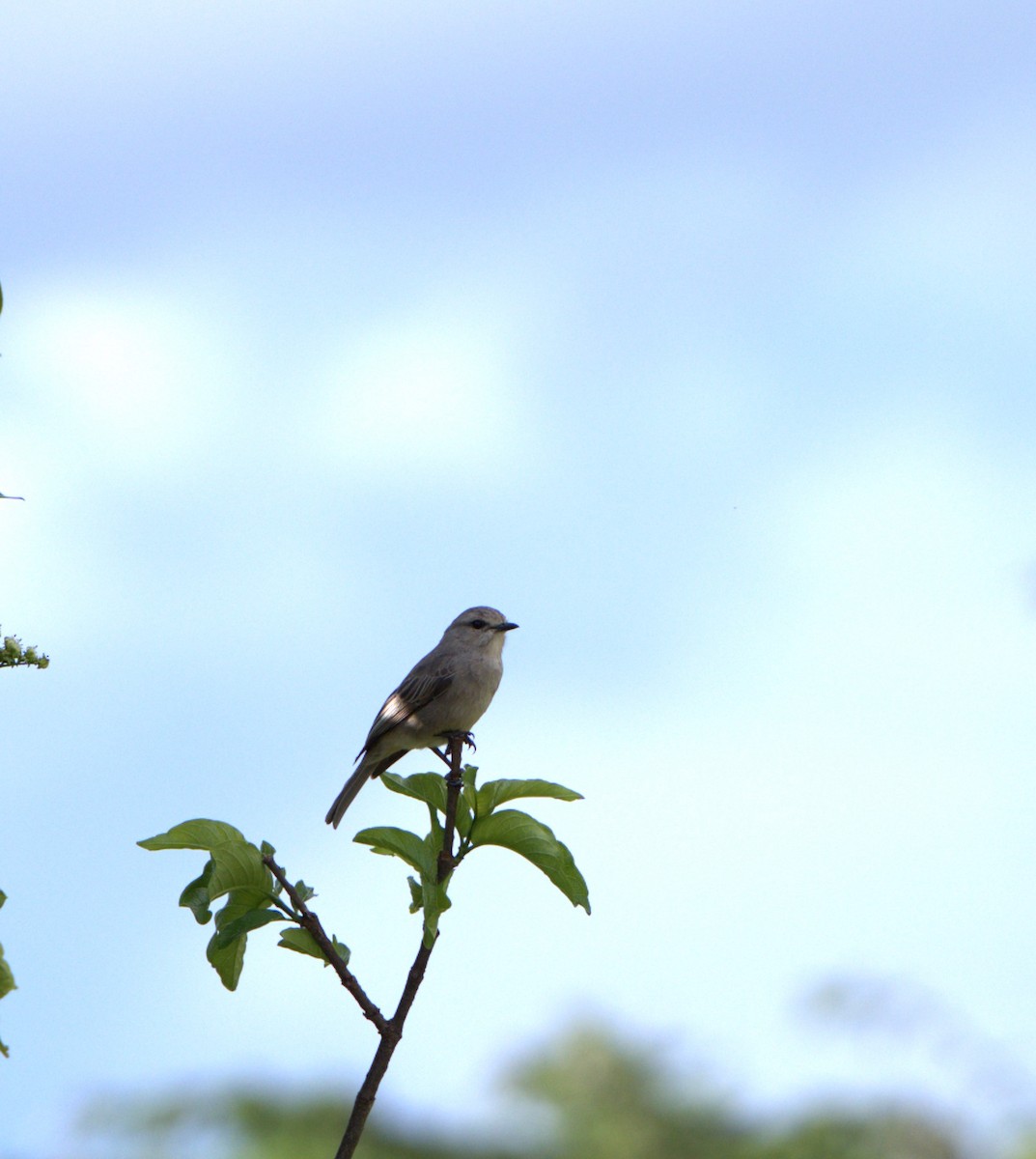 African Gray Flycatcher - ML619987660