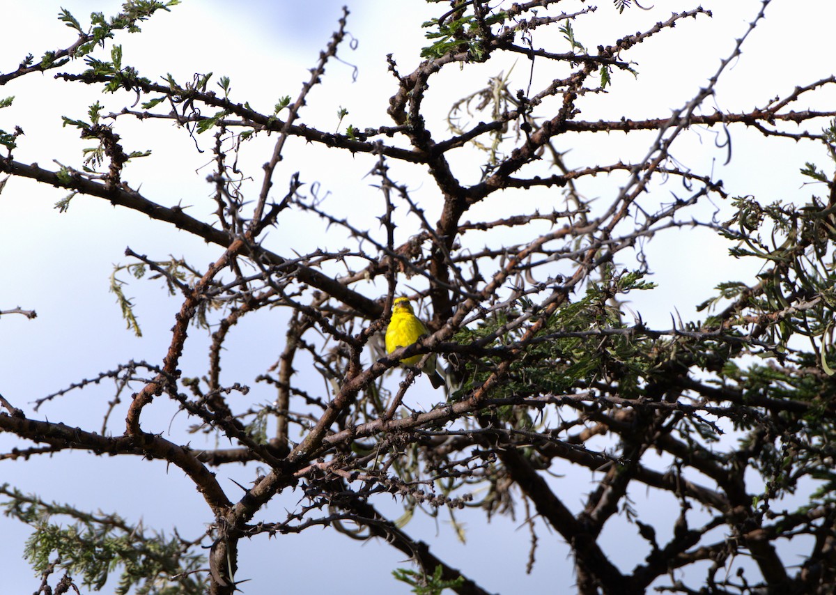 Yellow-fronted Canary - ML619987664