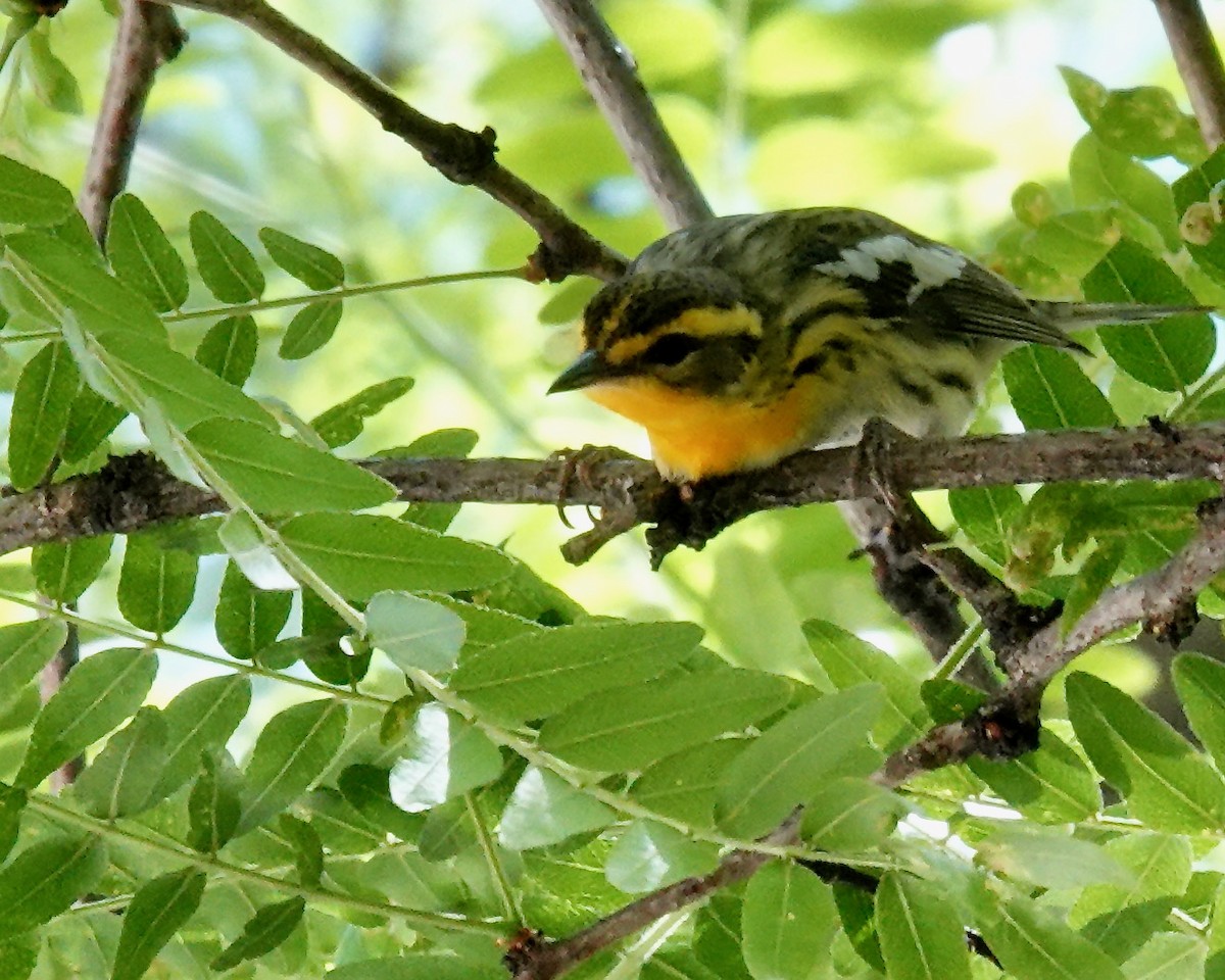 Blackburnian Warbler - ML619987670