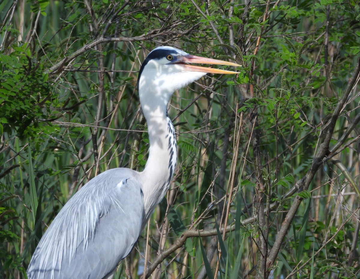 Gray Heron - ML619987671