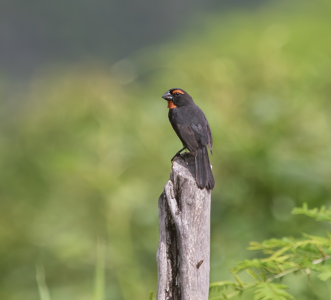 Greater Antillean Bullfinch - ML619987679