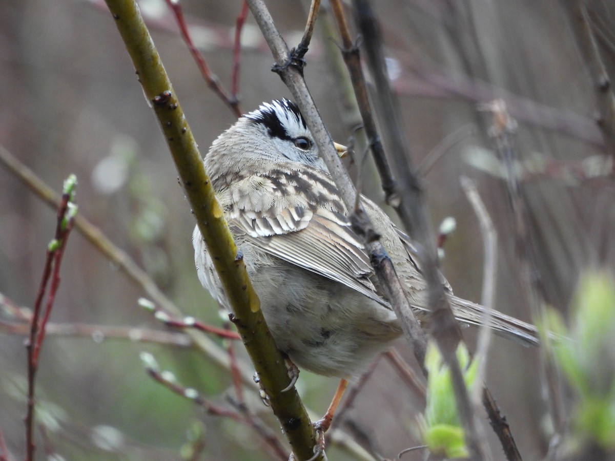 White-crowned Sparrow - ML619987685