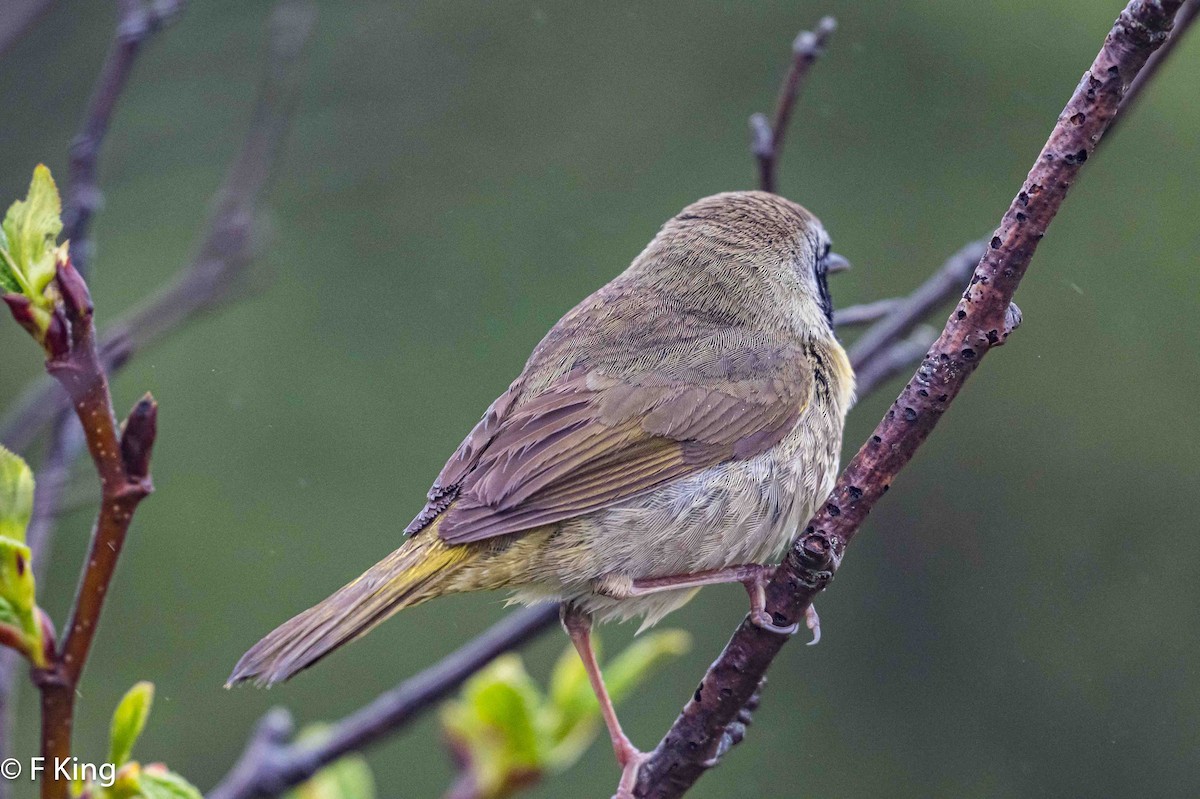 Common Yellowthroat - ML619987697