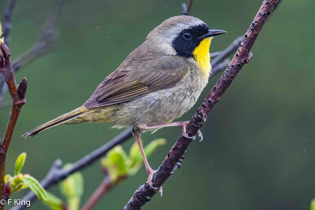 Common Yellowthroat - ML619987700