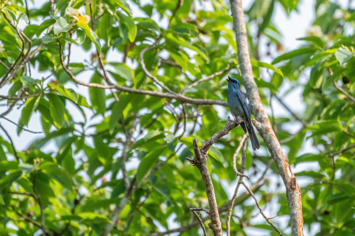 Pale Blue Flycatcher - ML619987704