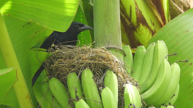 Scrub Blackbird - ML619987705