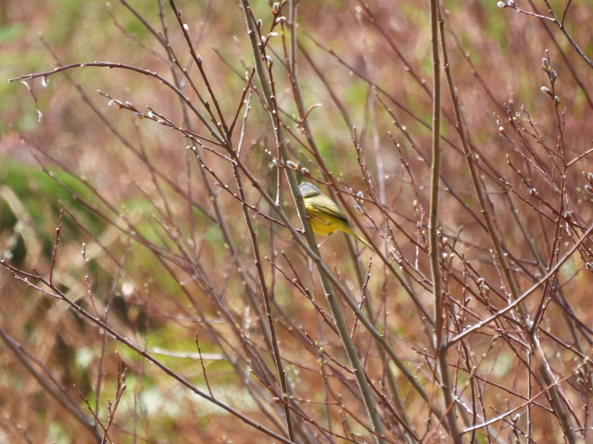 MacGillivray's Warbler - ML619987712