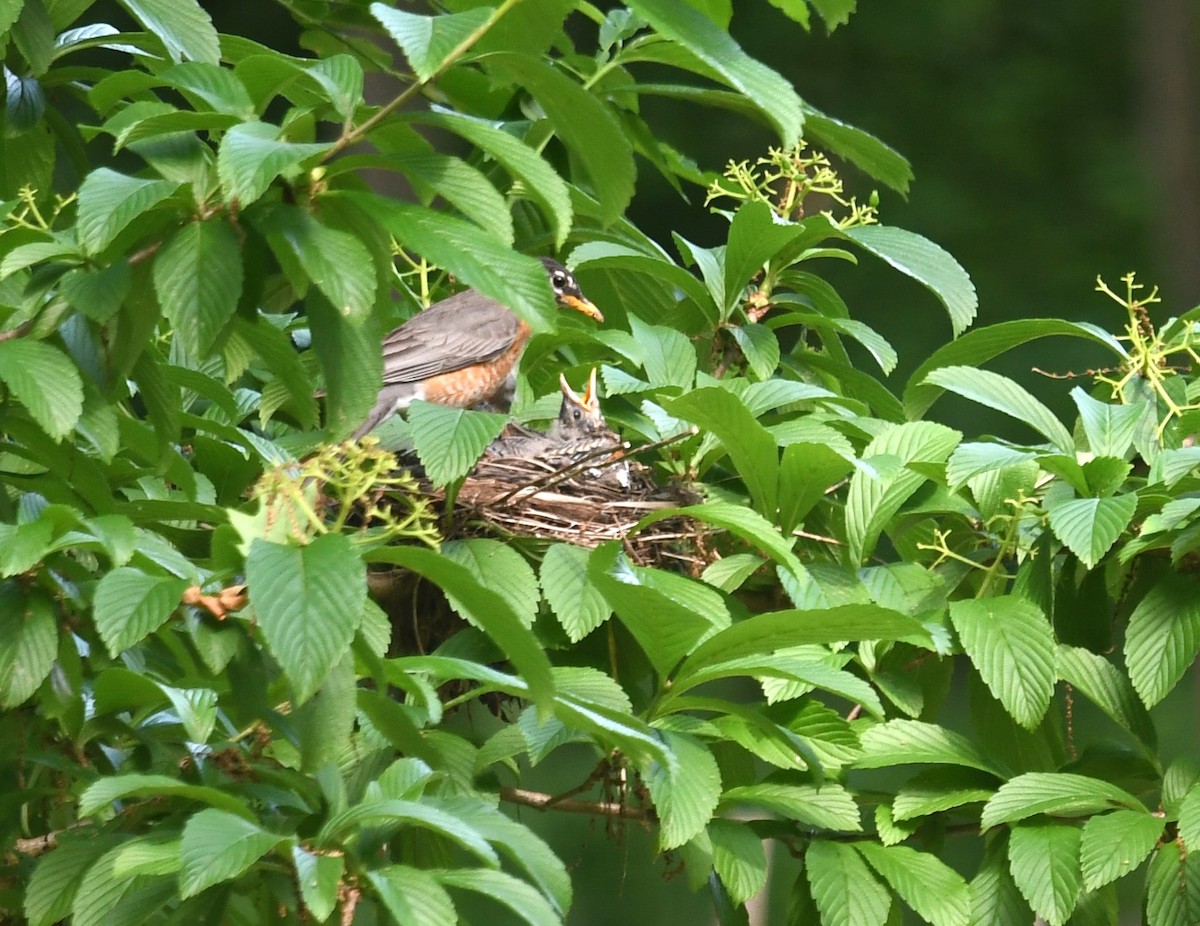 American Robin - ML619987715