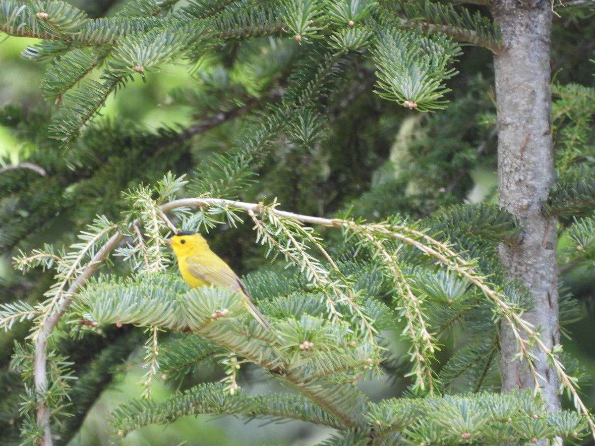 Wilson's Warbler - ML619987716