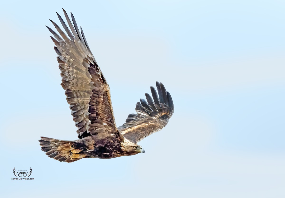 Águila Real - ML619987722