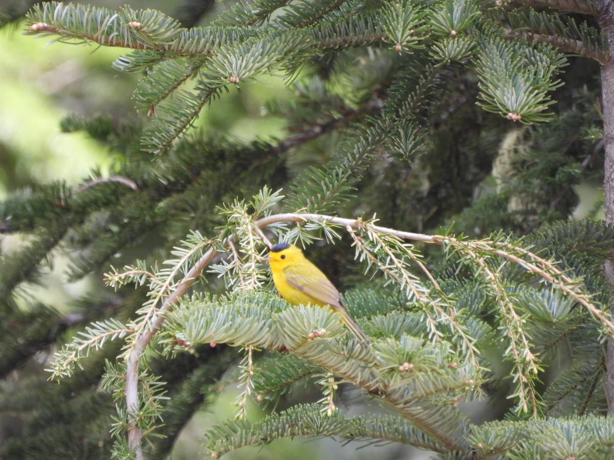 Wilson's Warbler - ML619987724