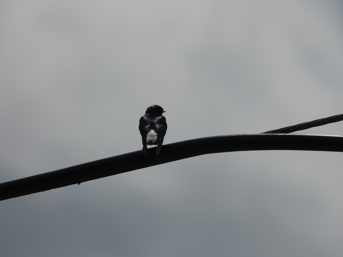 Tree Swallow - ML619987735