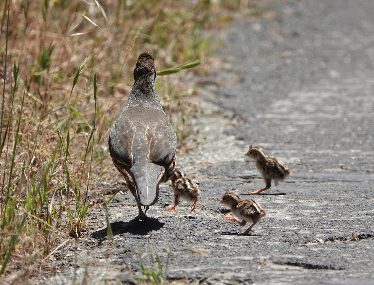 California Quail - ML619987741