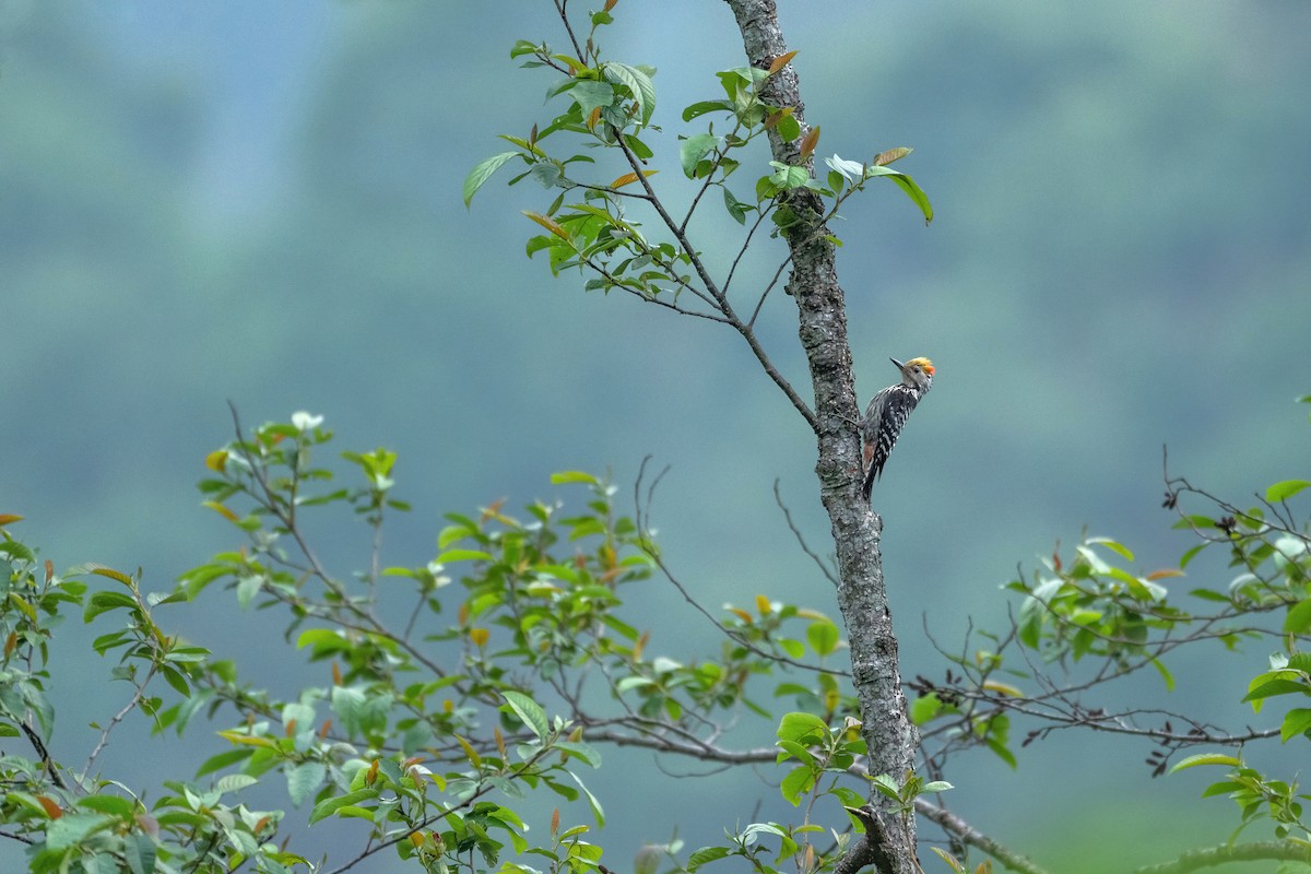 Brown-fronted Woodpecker - ML619987771